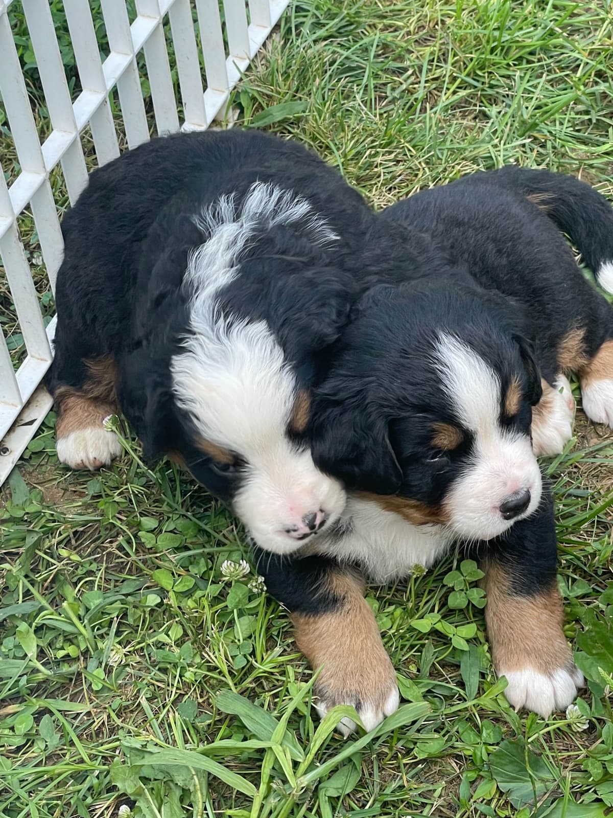 Bernese Mountain Dog Puppies breeder image 96