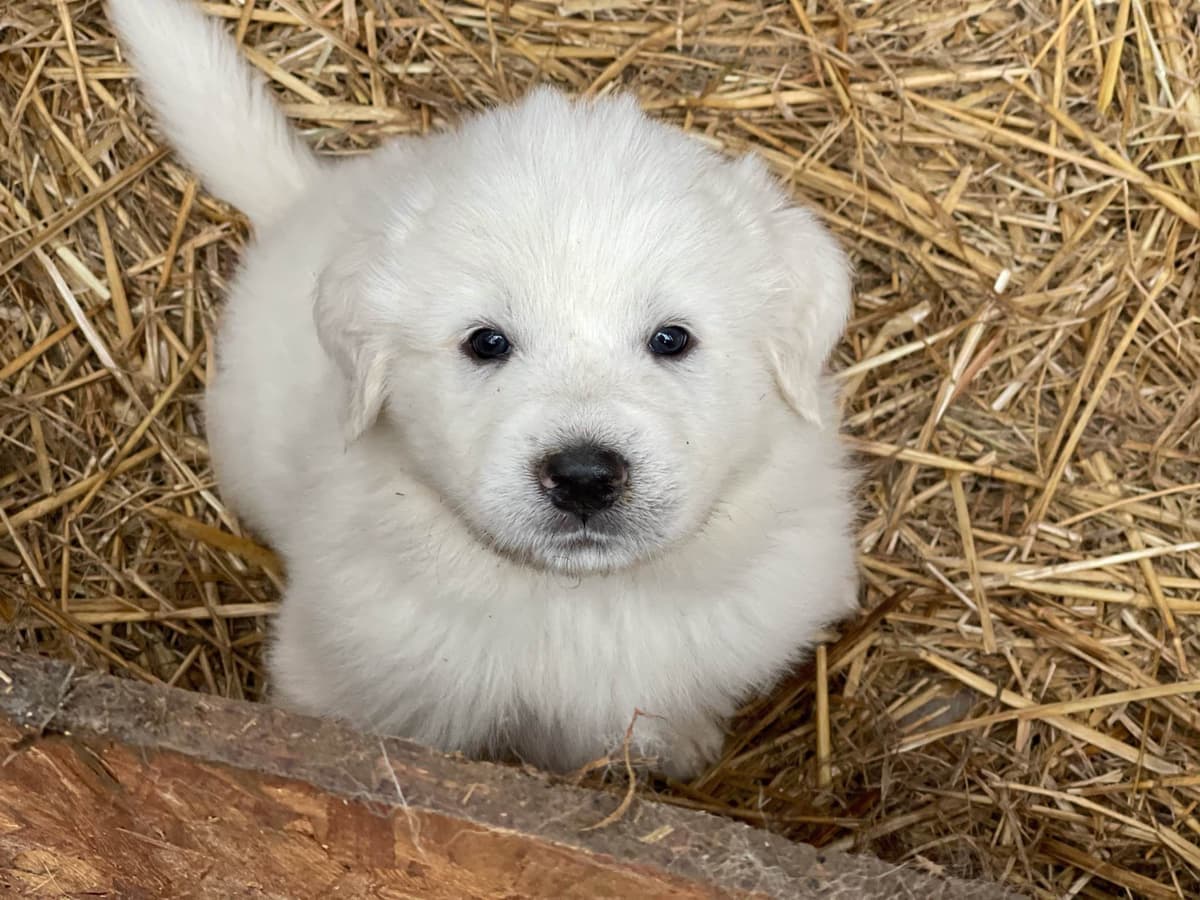 AKC Great Pyrenees Puppies breeder image 9