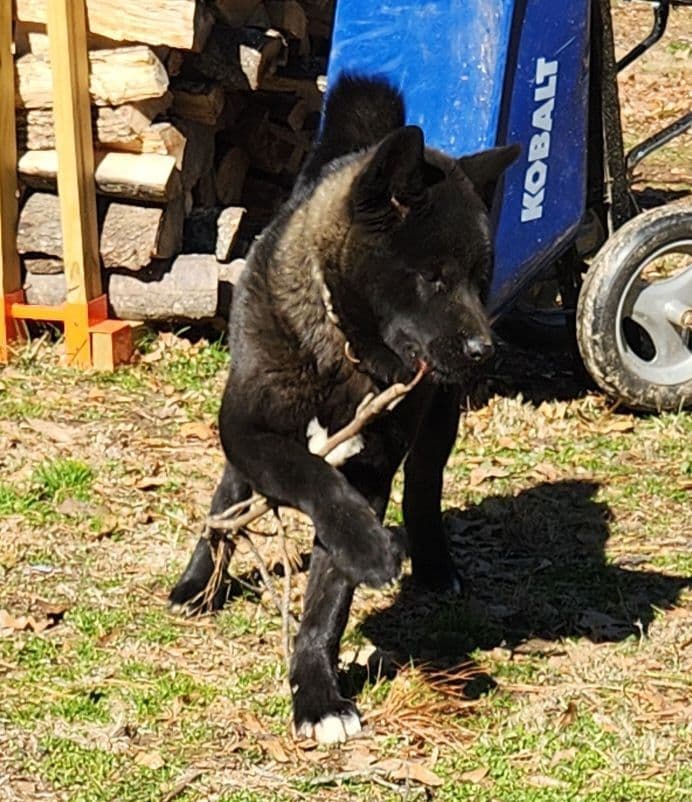 Akita Puppies breeder image 3