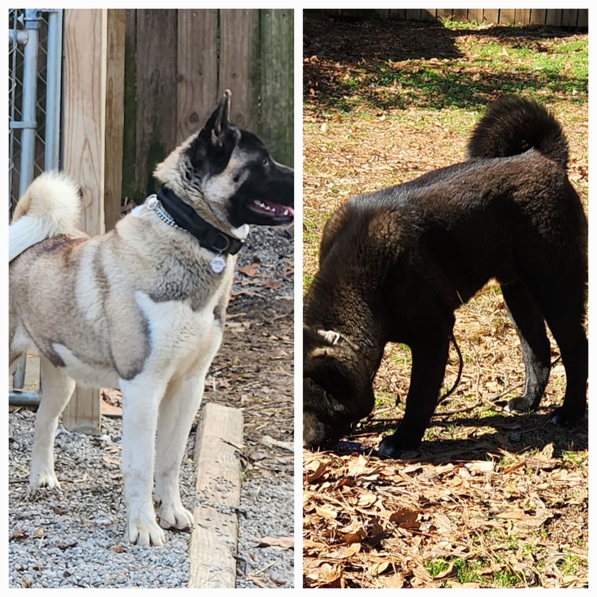 Akita Puppies breeder image 6
