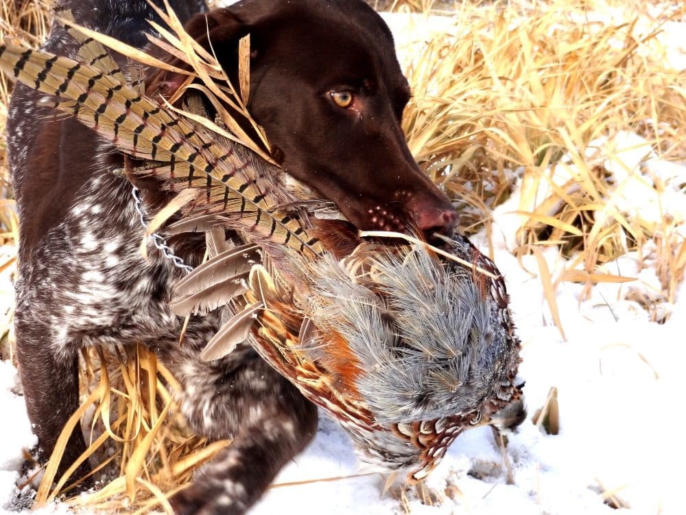 German Shorthaired Pointer Puppies breeder image 10