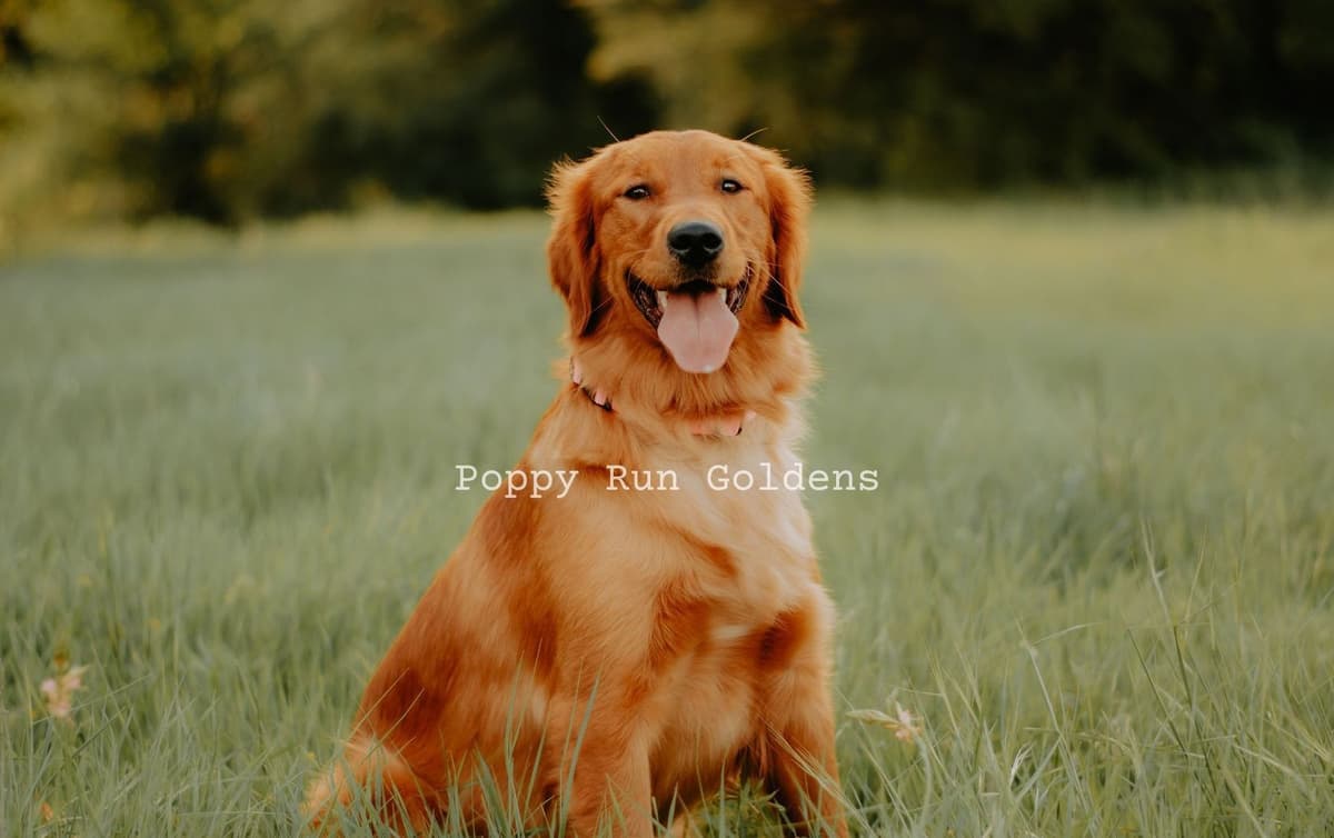 AKC Golden Retriever Puppies breeder image 1