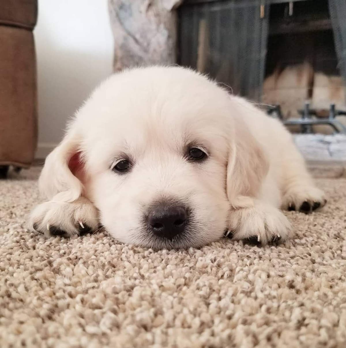 Golden Retriever Puppies** southern California delivery available** breeder image 5