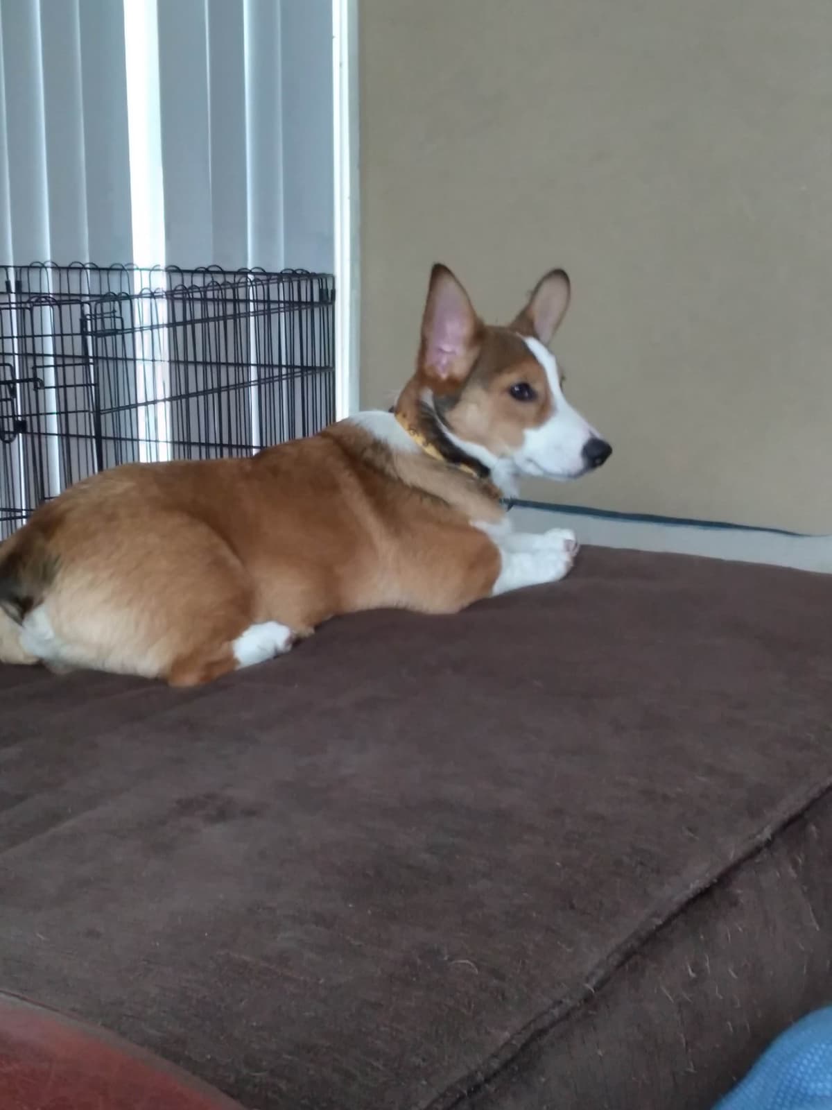 Pembroke Welsh Corgi Puppies breeder image 1