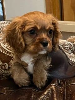 Cavalier King Charles Spaniel Puppies breeder image 13