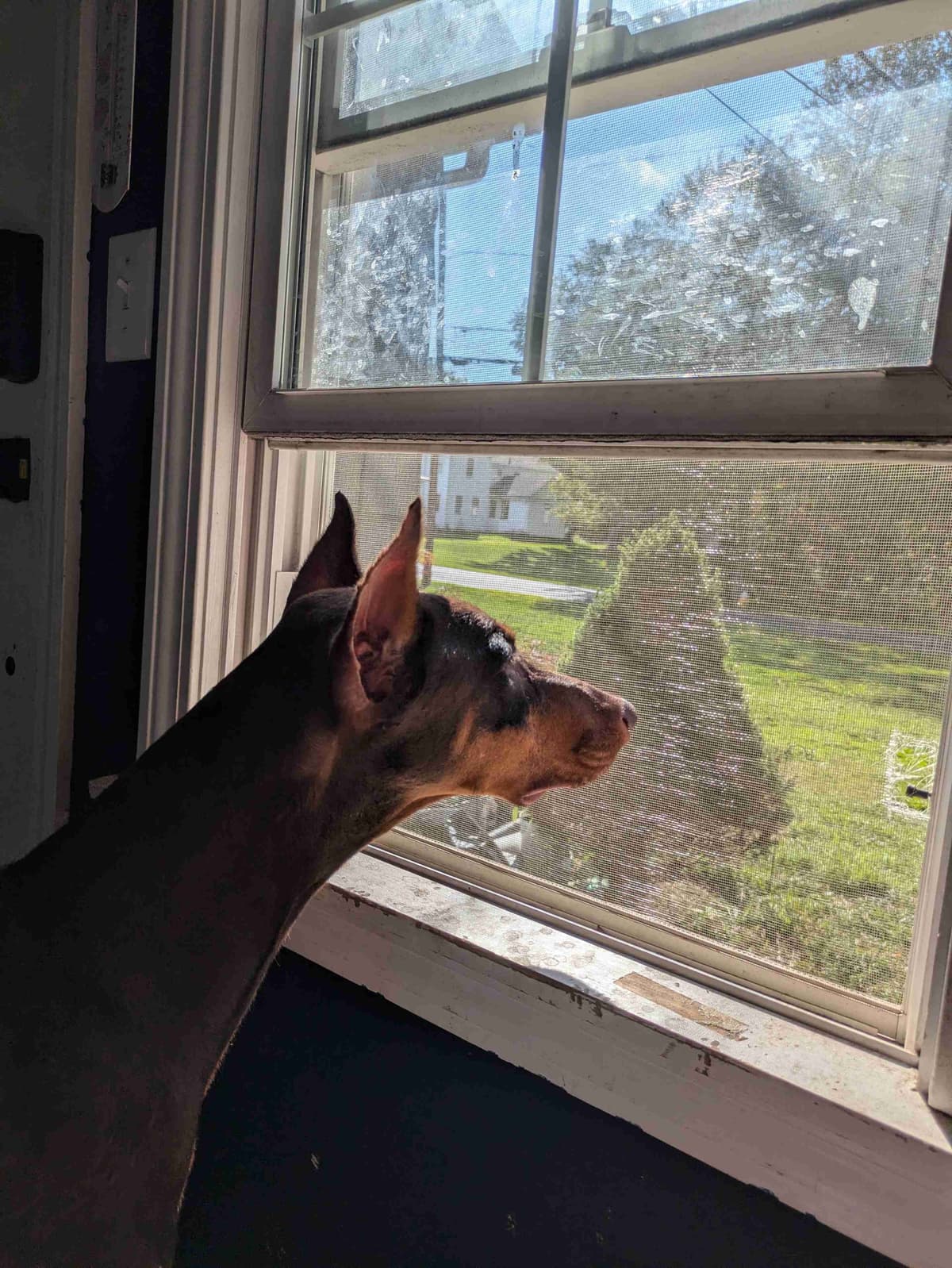Doberman Pinscher Pups breeder image 4