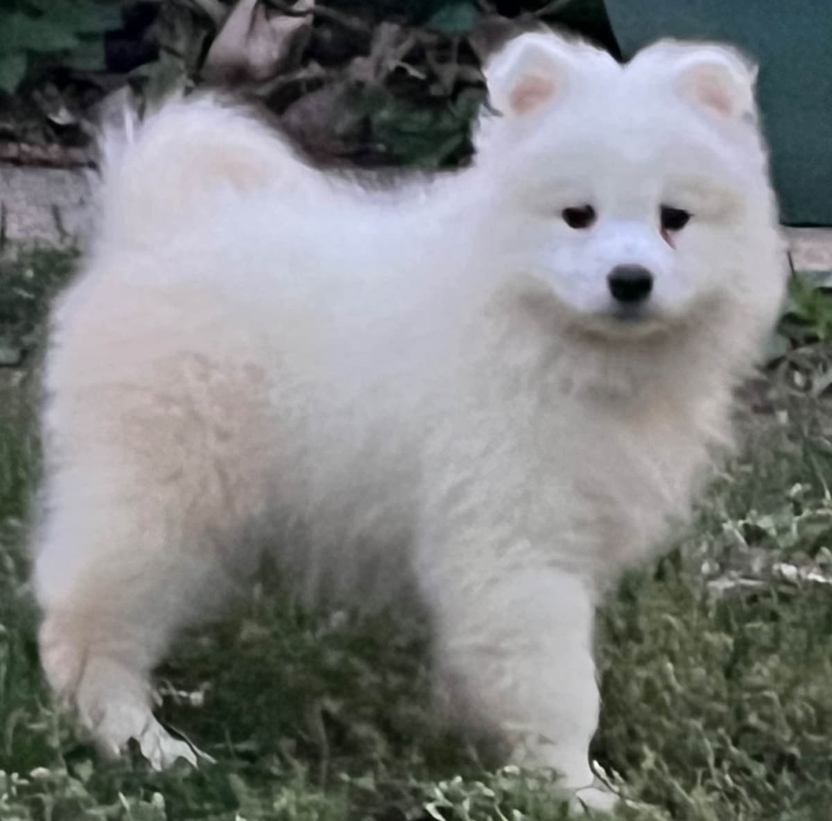 Samoyed Puppies breeder image 1