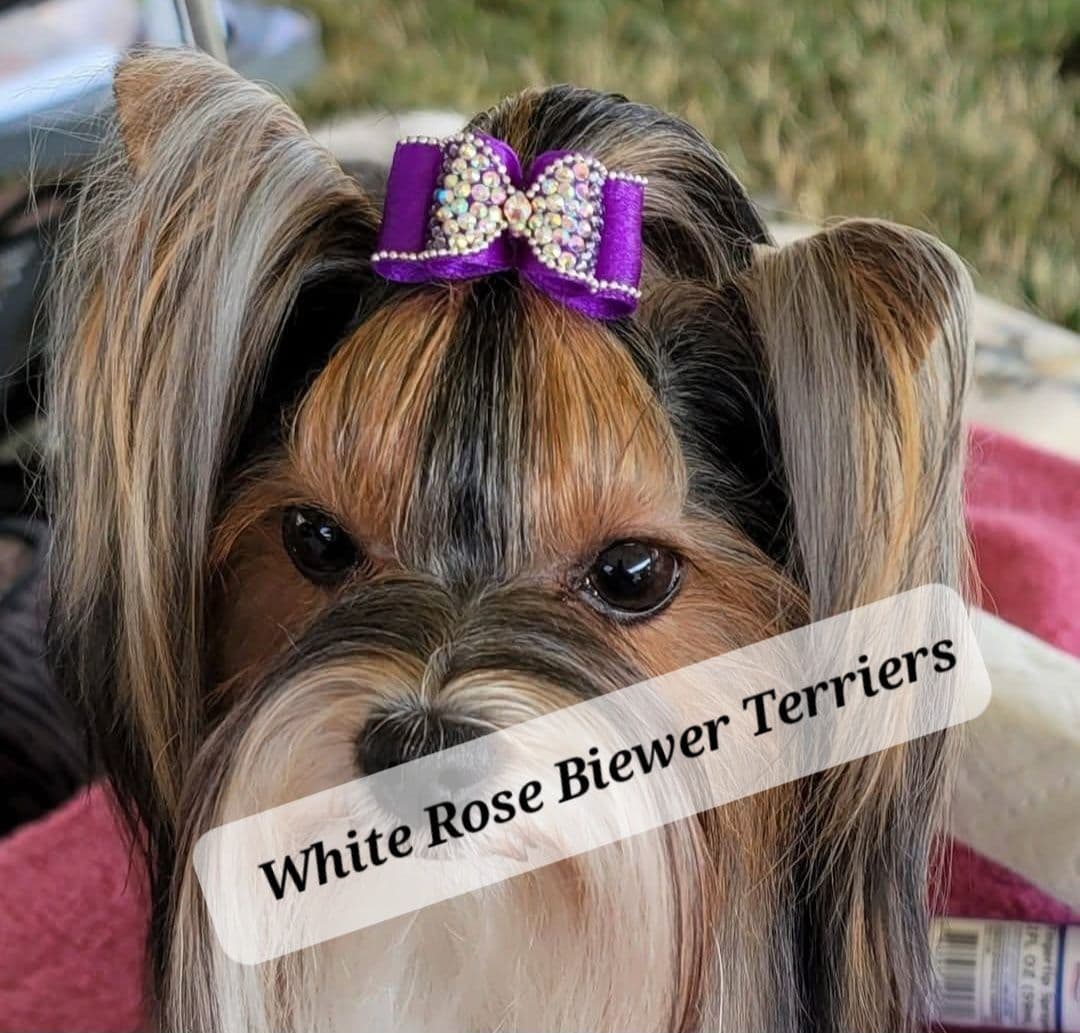Biewer Terrier Puppies breeder image 3