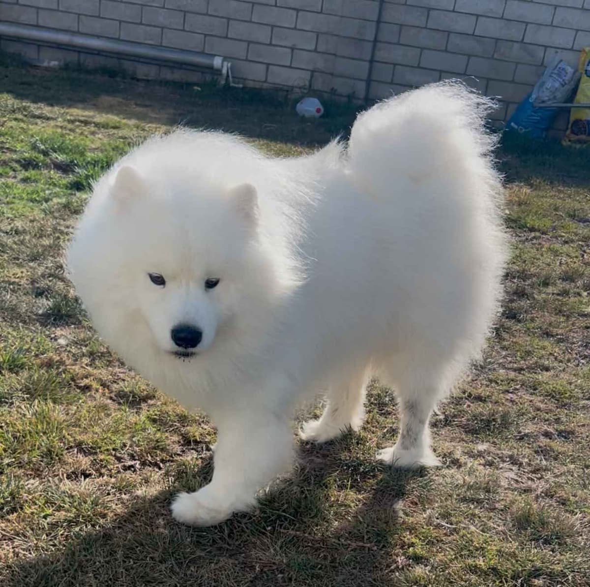 Samoyed Puppies breeder image 1