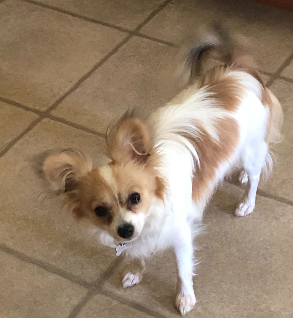 McKenney Virginia - Energetic Tri-colored Papillon puppies - Males breeder image 5