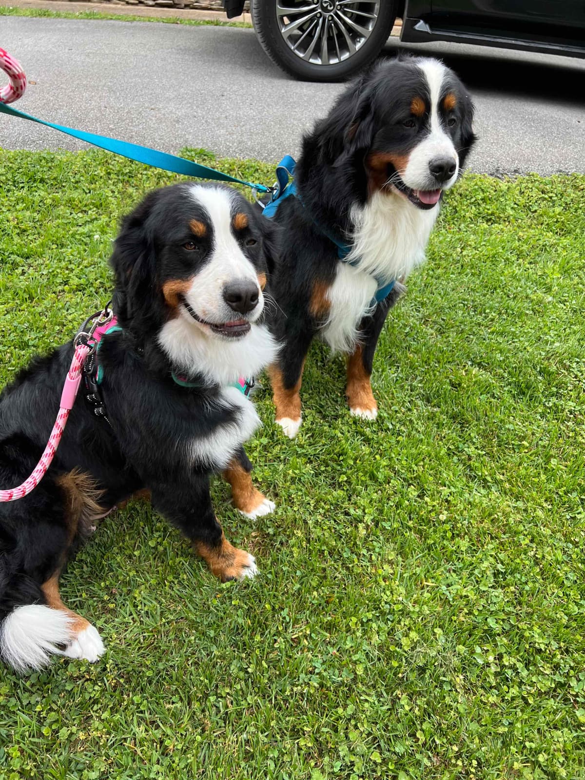 Bernese Mountain Dog Puppies breeder image 26