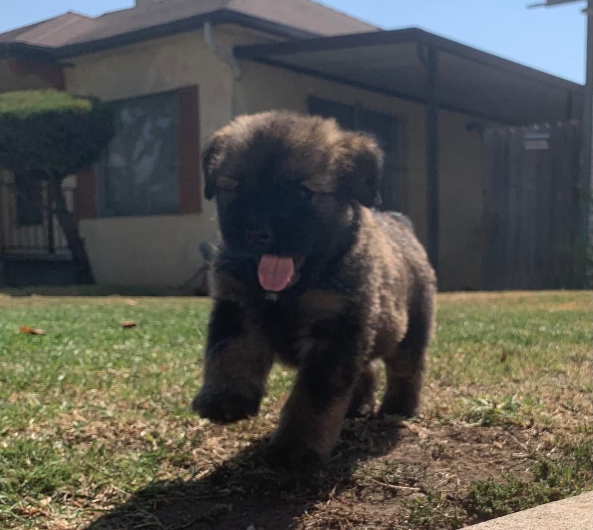 Bouvier des Flandres Puppies breeder image 12