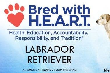 Labrador Retriever Puppies breeder image 3
