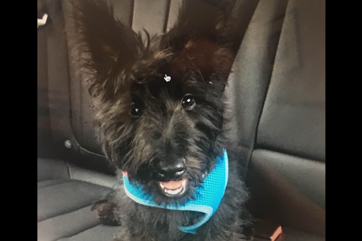 Scottish Terrier Puppies breeder image 21