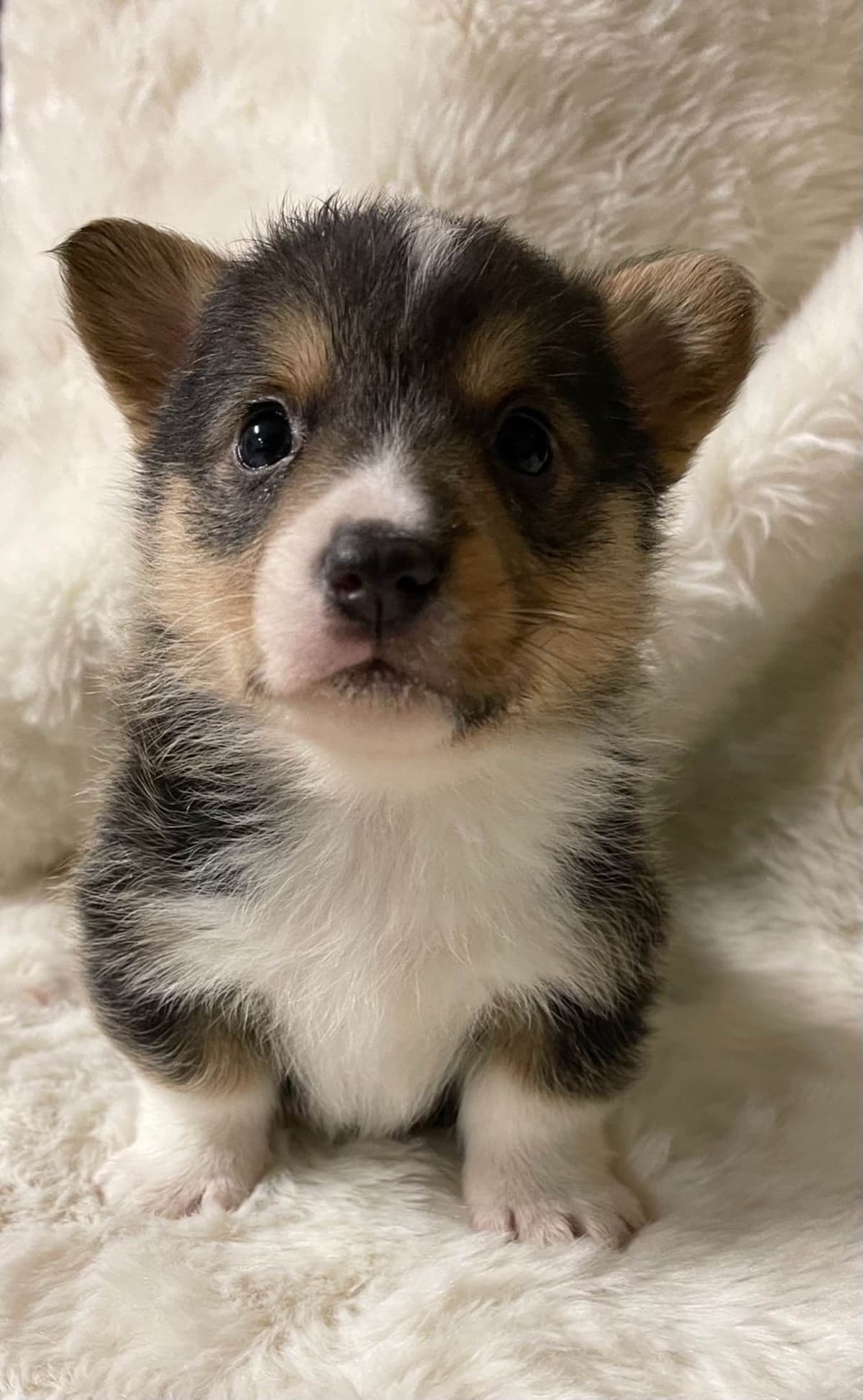 Pembroke Welsh Corgi Puppies breeder image 2