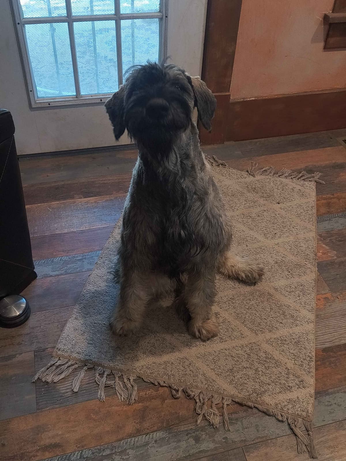 Giant Schnauzer Puppies breeder image 3