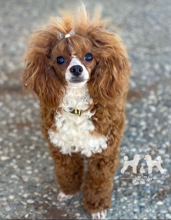 Poodle Puppies breeder image 6