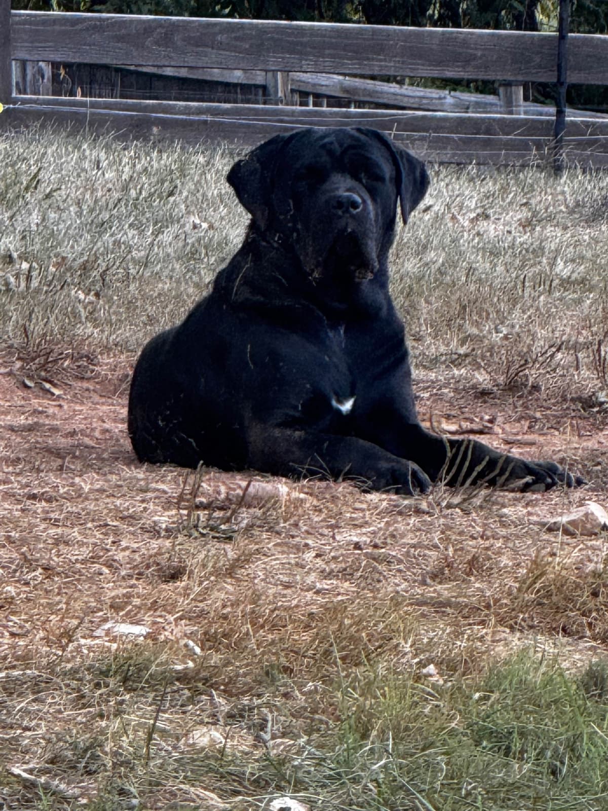 Cane Corso Puppies breeder image 3