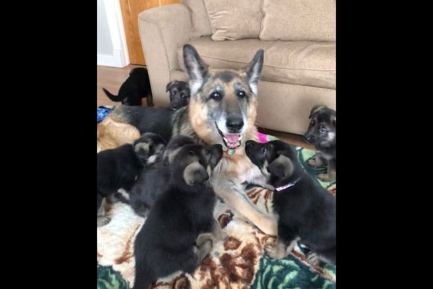 German Shepherd Dog Puppies-Parents are Champions and Health Tested. breeder image 21