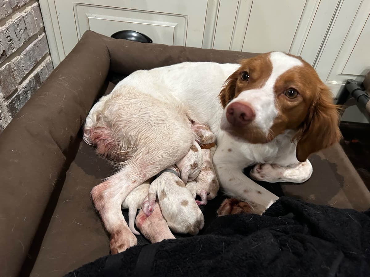 Brittany Puppies breeder image 6