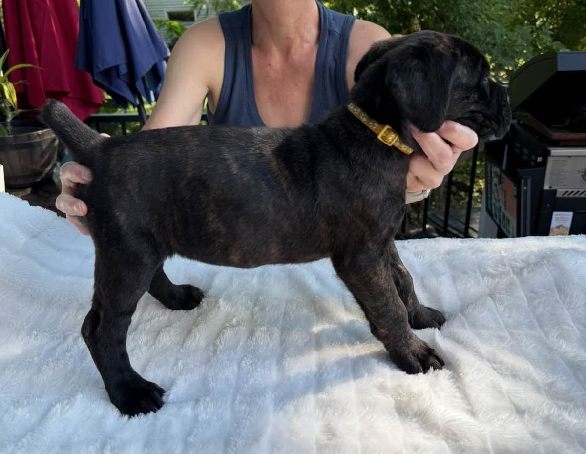 Cane Corso Puppies breeder image 3