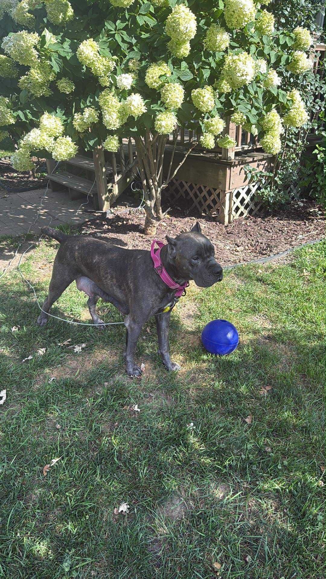 Cane Corso Puppies breeder image 10