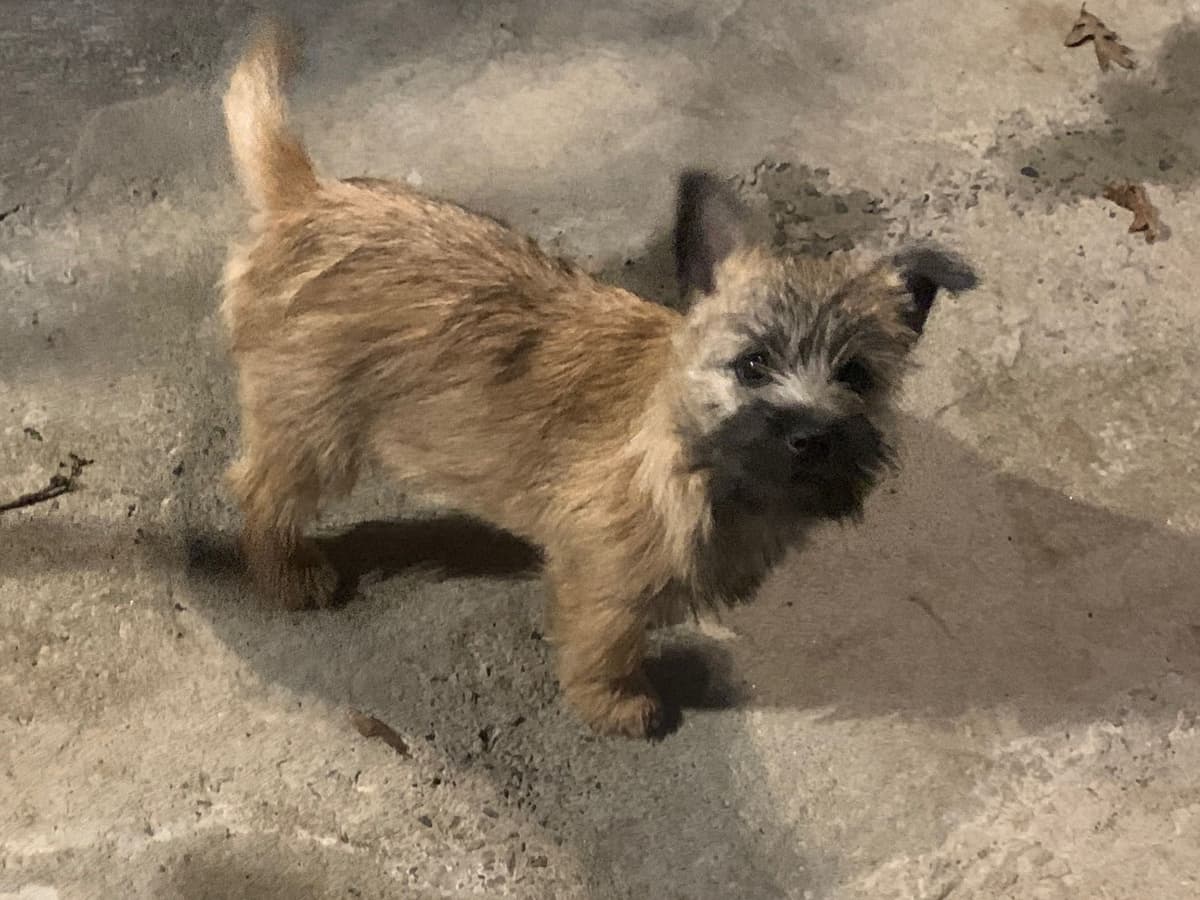 Cairn Terrier Puppies breeder image 11