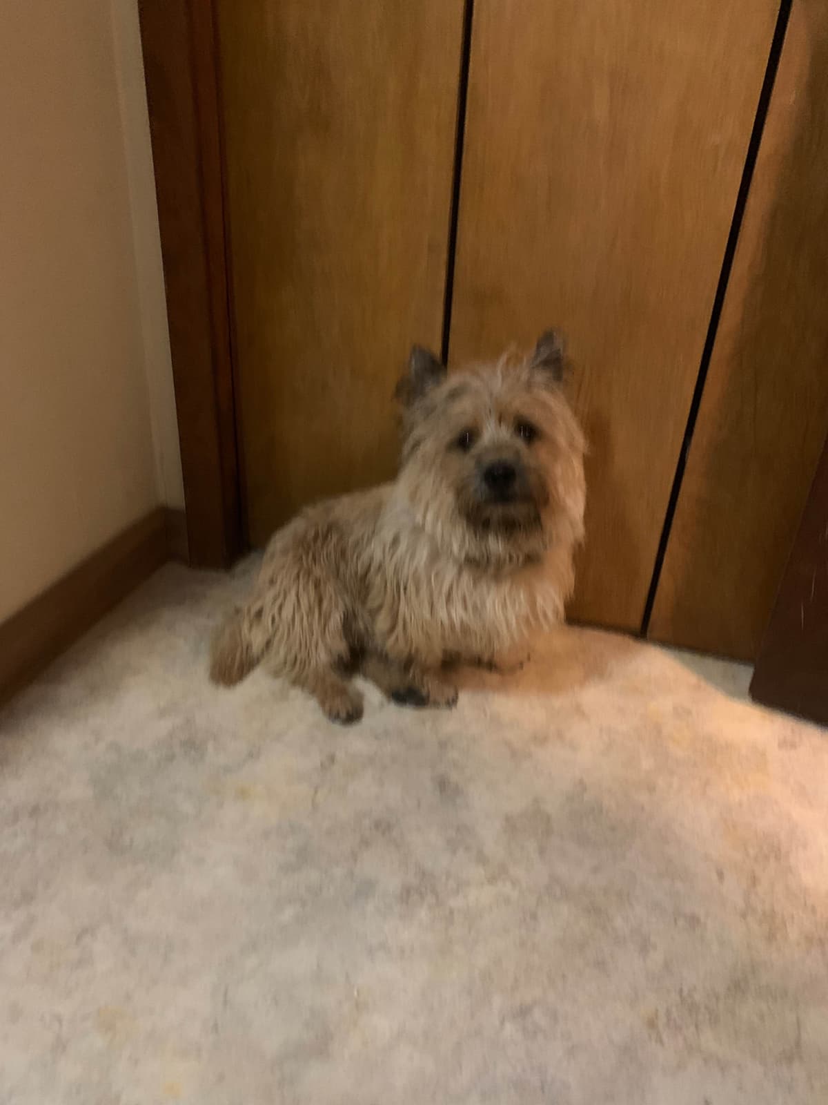Cairn Terrier Puppies breeder image 14