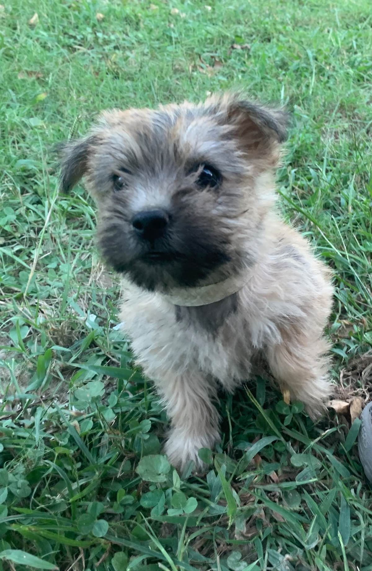 Cairn Terrier Puppies breeder image 15