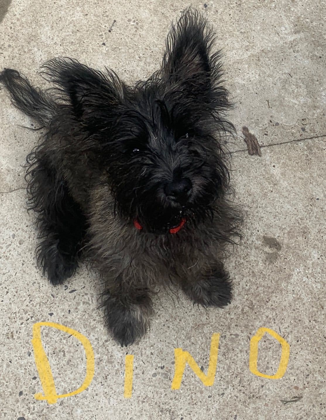 Cairn Terrier Puppies breeder image 20