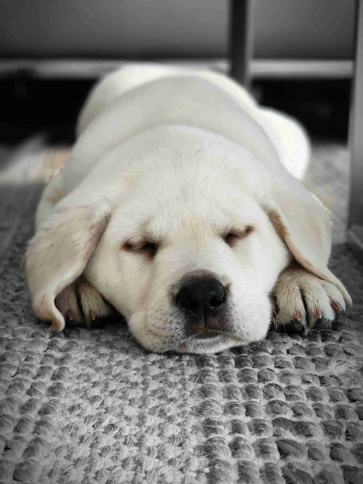 Labrador Retriever Puppies breeder image 1