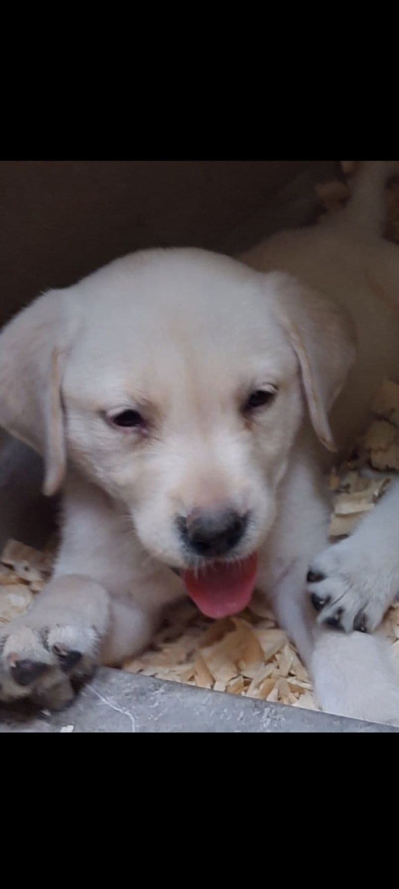 Labrador Retriever Puppies breeder image 4