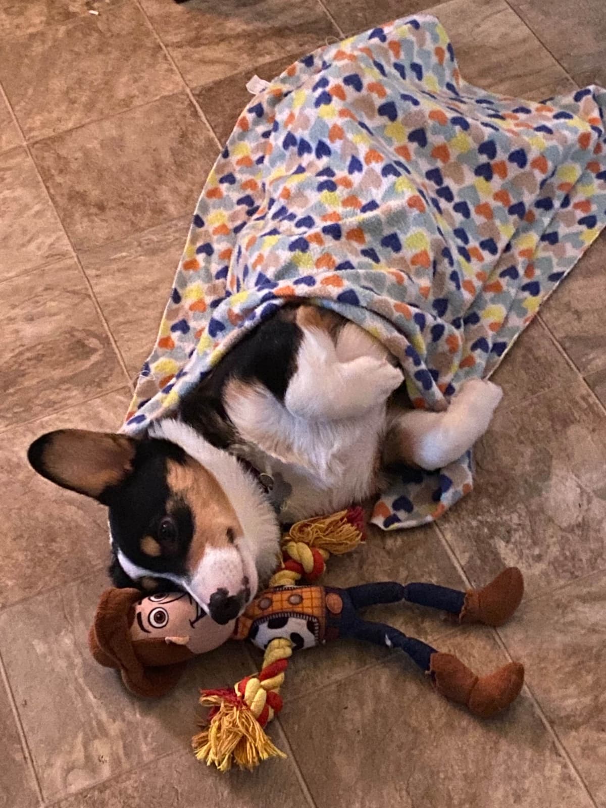 Pembroke Welsh Corgi Puppies breeder image 8