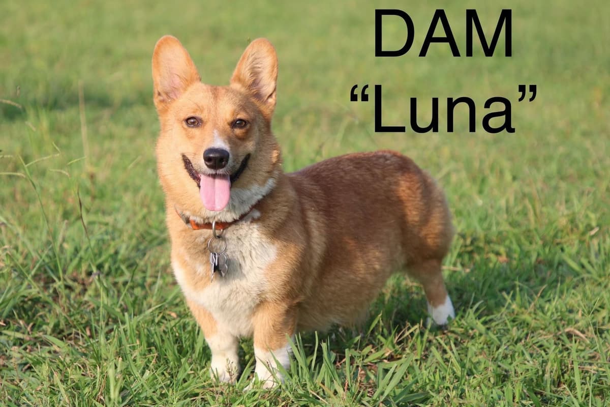 Pembroke Welsh Corgi Puppies breeder image 3
