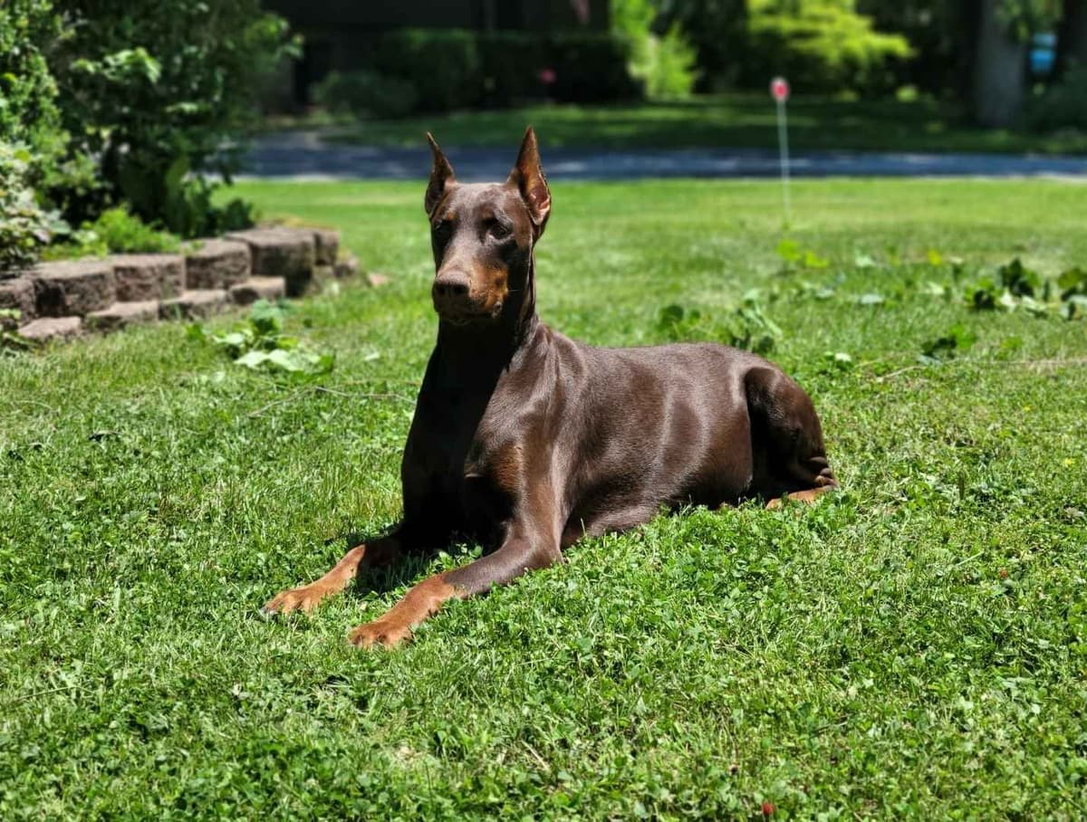 Doberman Pinscher Puppies breeder image 5