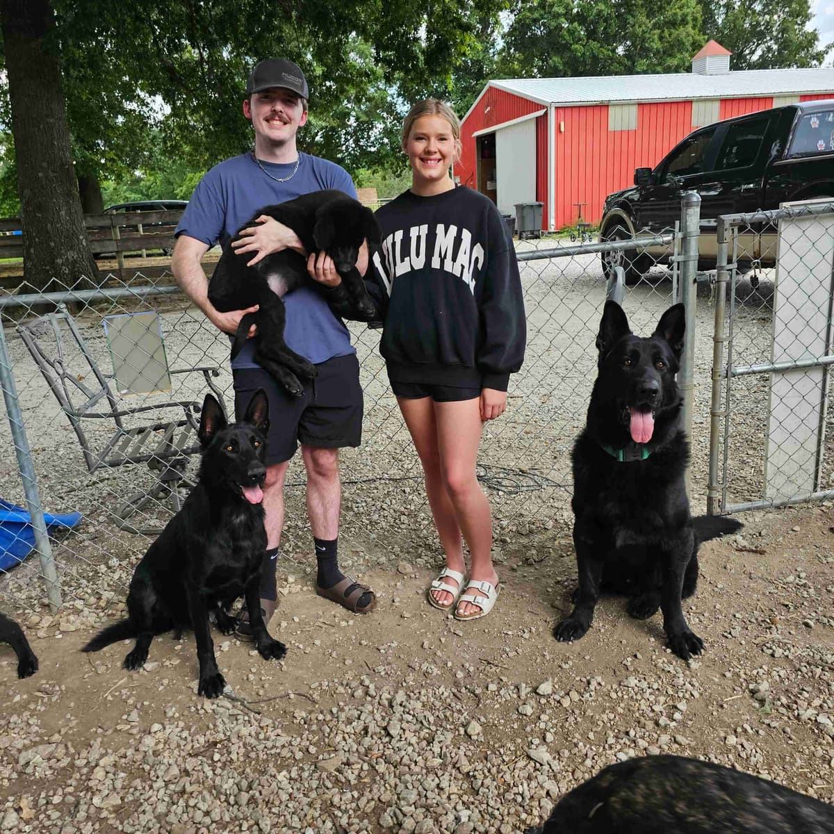 AKC German Shepherd Puppies – Solid Black (Mid Missouri) breeder image 18