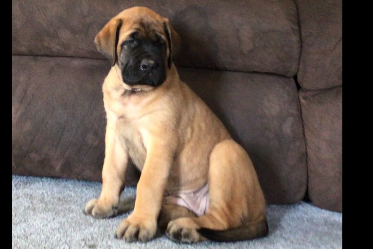 Maple Grove Mastiffs/ 717-380-6772 breeder image 3