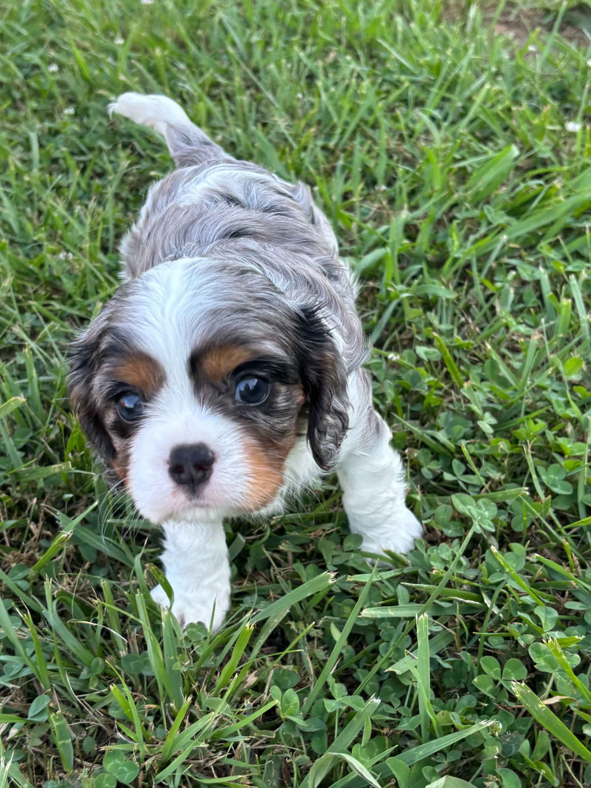 Cavalier King Charles Spaniel Puppies breeder image 19