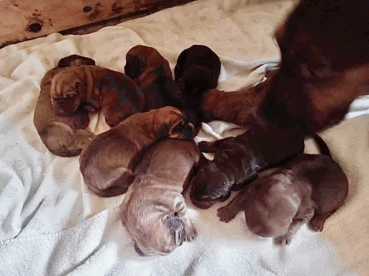 Bloodhound Puppies breeder image 5