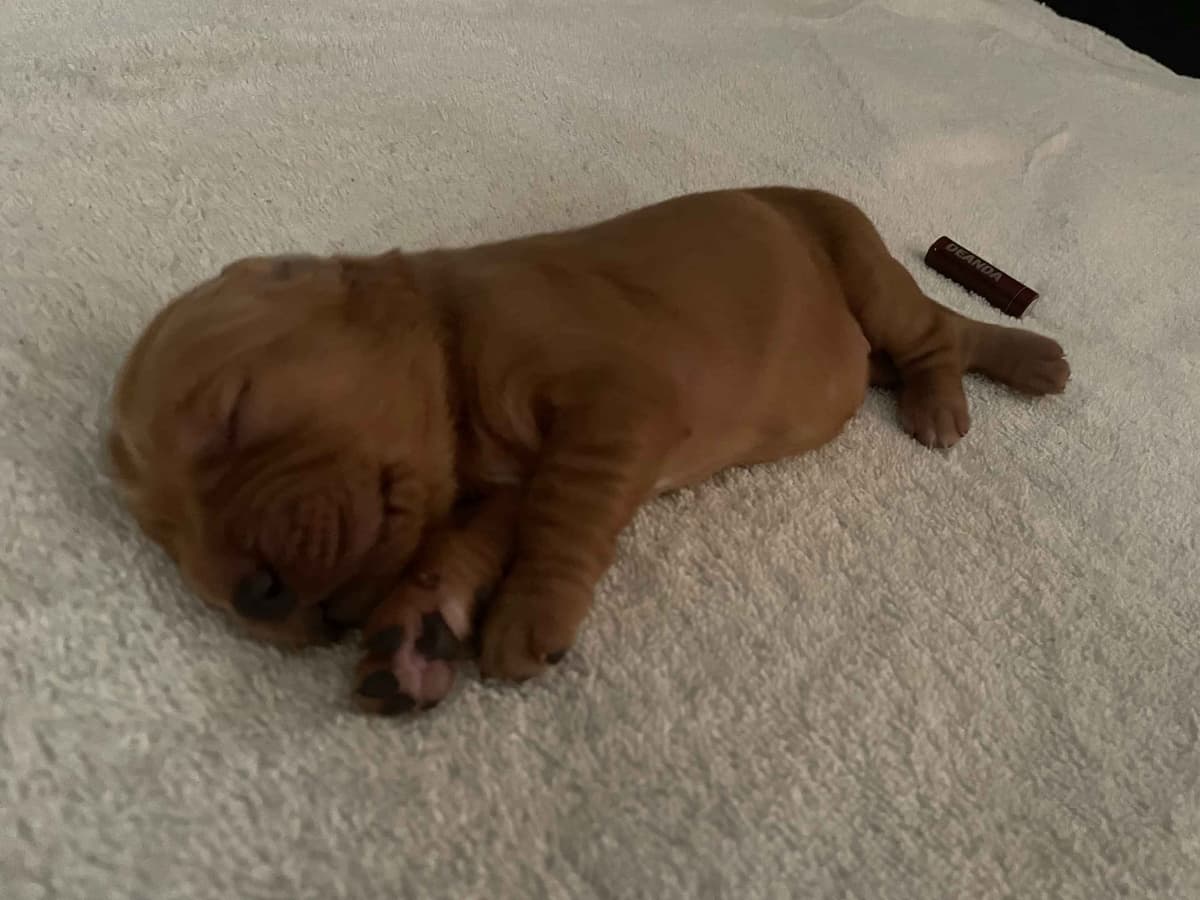 2 Summer Litters Red & Mahogany Golden Retreivers breeder image 12