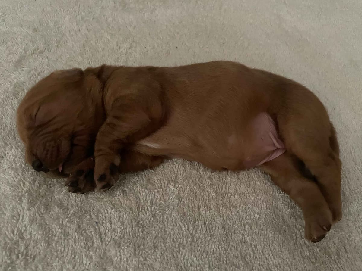 2 Summer Litters Red & Mahogany Golden Retreivers breeder image 14