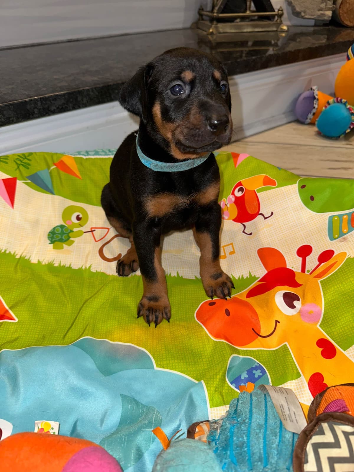 Doberman Pinscher Puppies breeder image 3