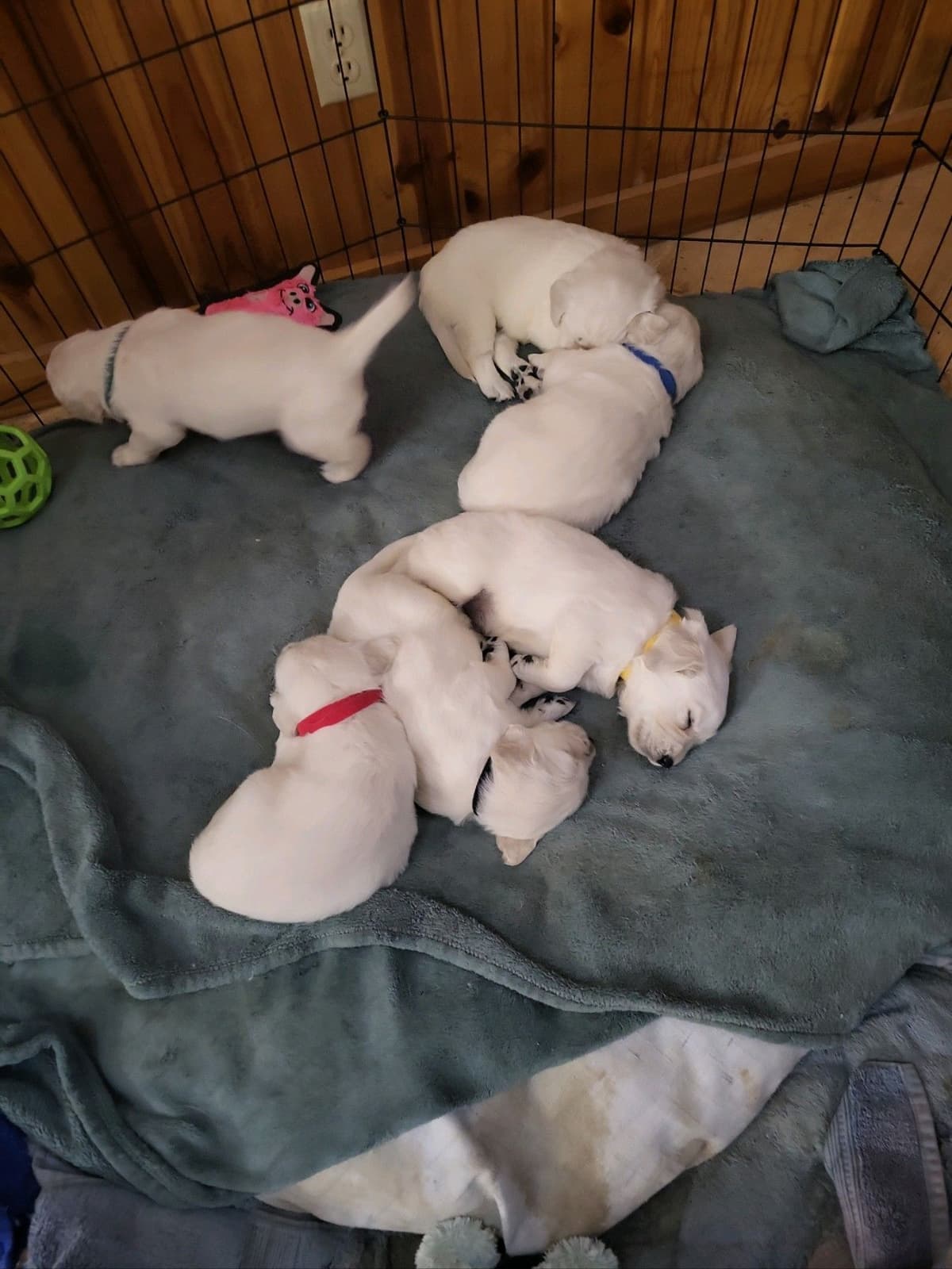 Golden Retrievers breeder image 6