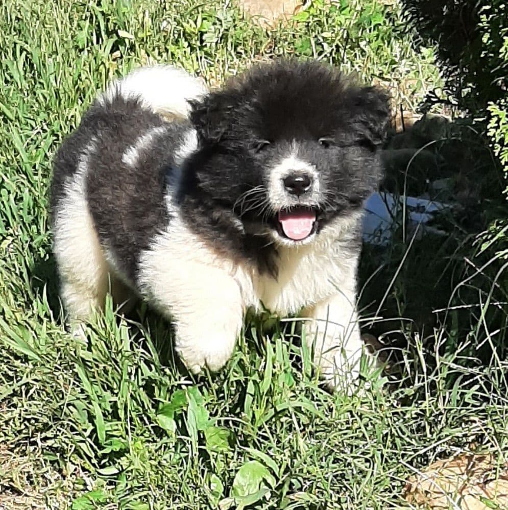 American Akita Puppies breeder image 13