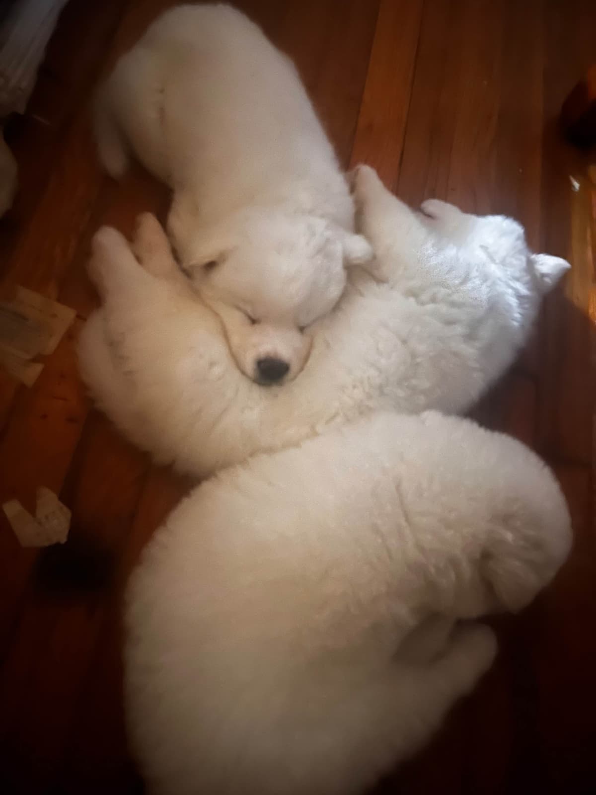 American Akita Puppies breeder image 19