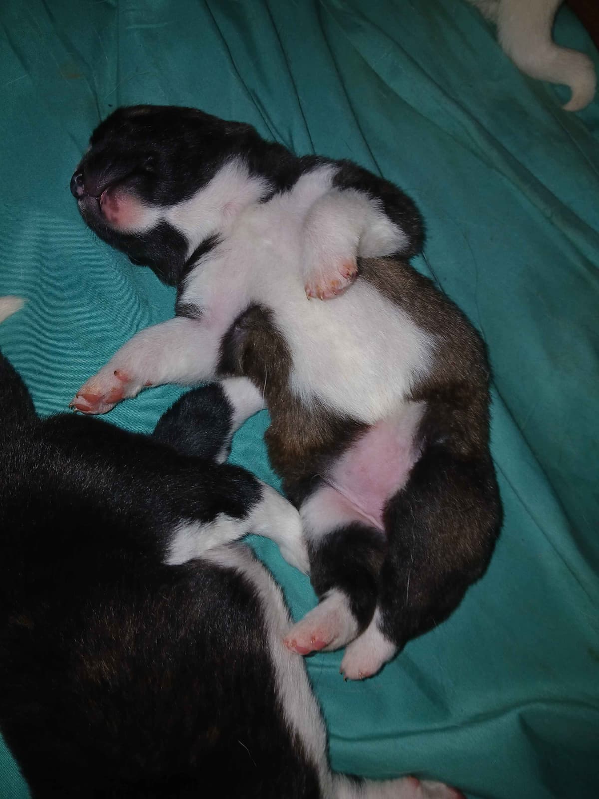 American Akita Puppies breeder image 26