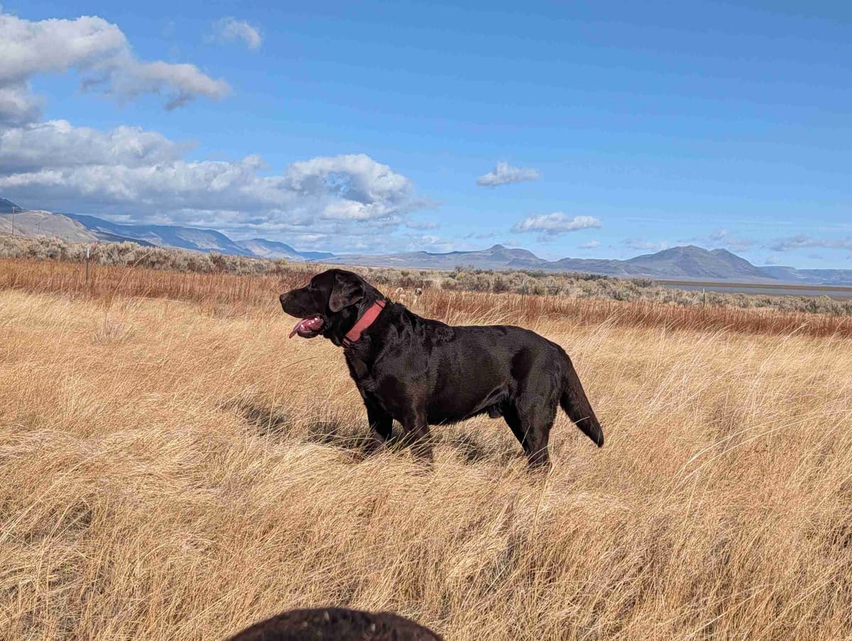 Started Service, Therapy or Facility Professionally Raised Lab Puppies breeder image 30