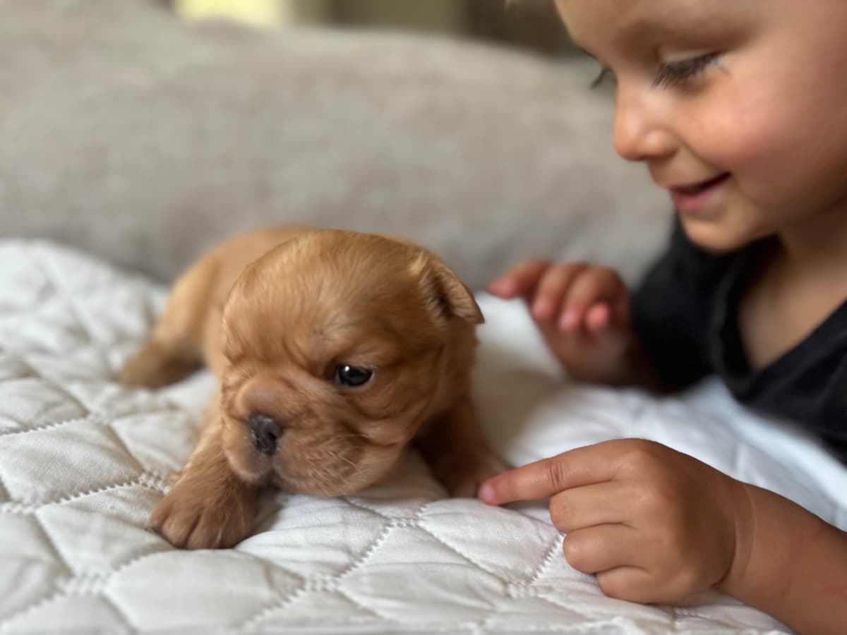 Full Litter FLUFF French Bulldog Puppies - San Diego breeder image 13