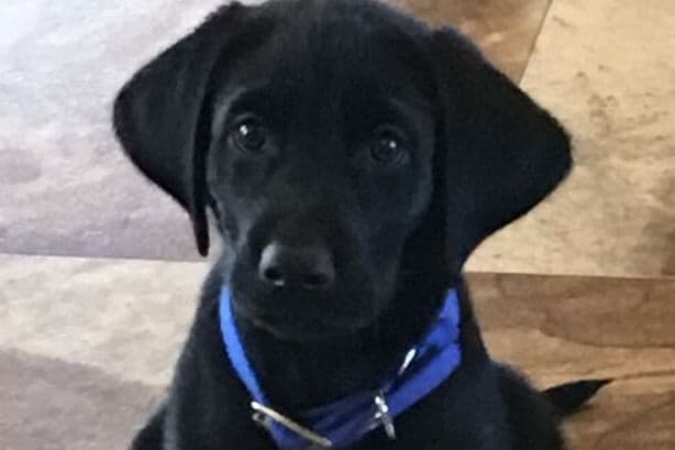 Labrador Retriever Puppies breeder image 8
