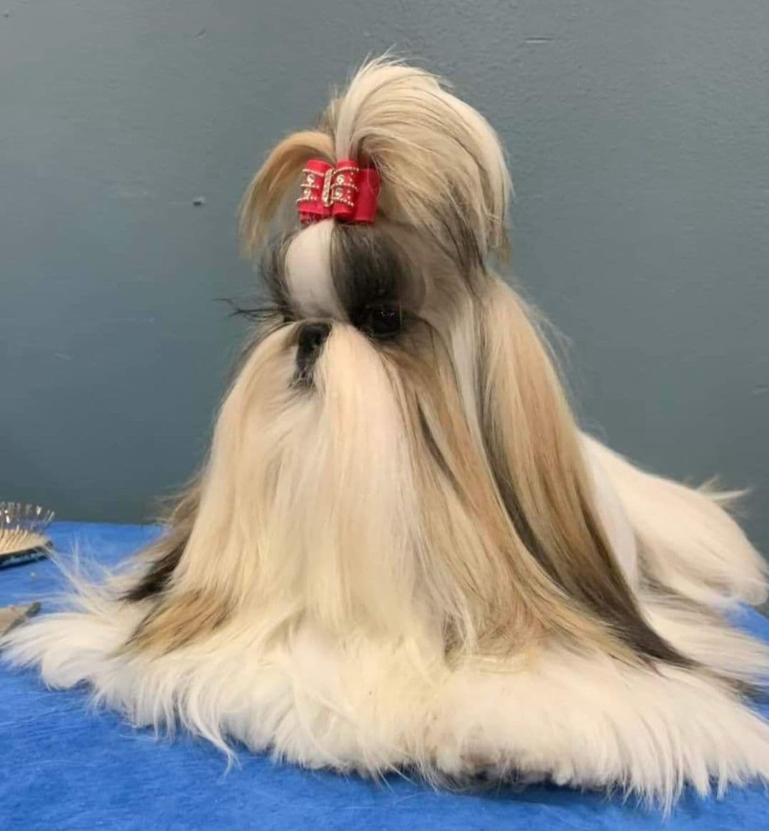 Shih Tzu Puppies Grand Champion Dam and Sire breeder image 2
